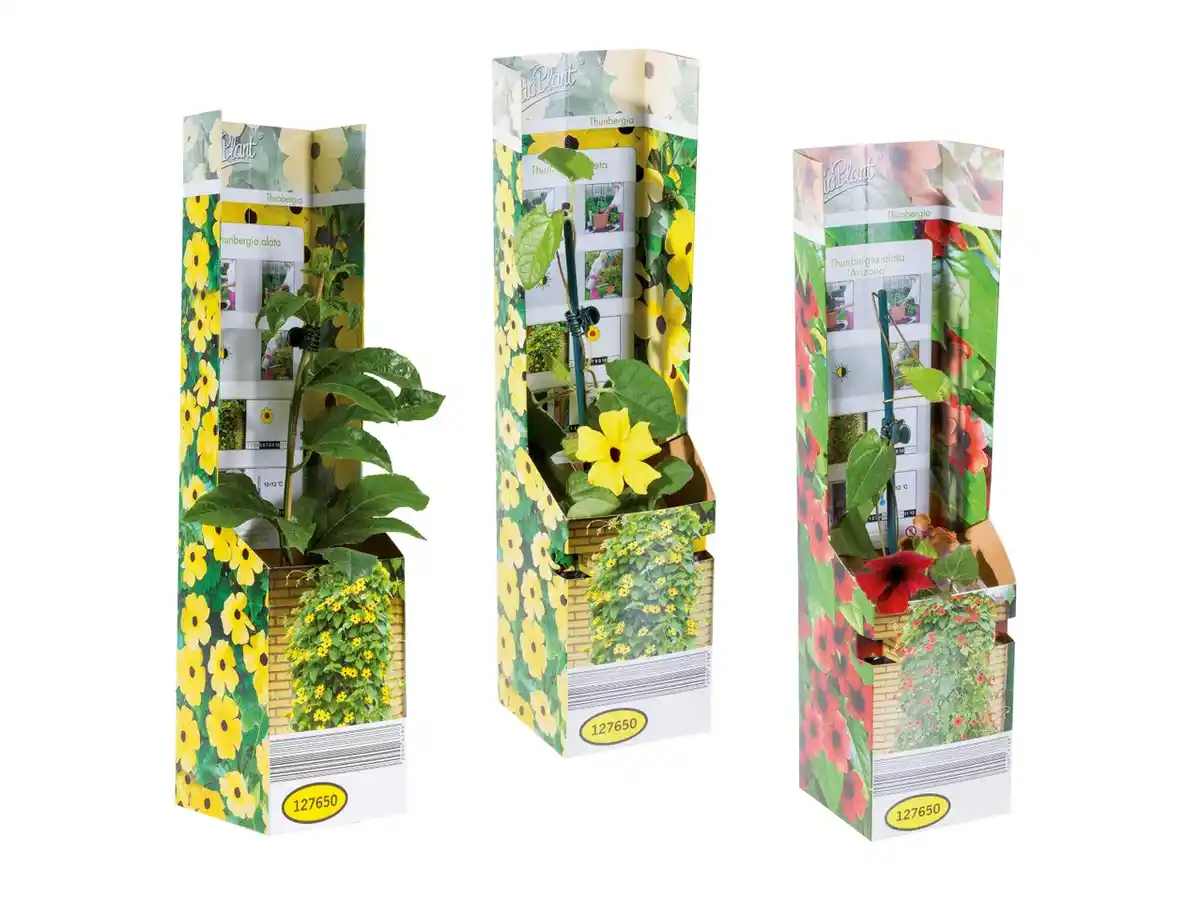 Bild 1 von Thunbergia-Kletterpflanze