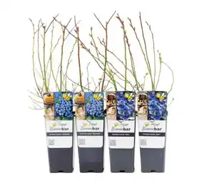 Blaubeeren, 4er-Set