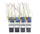 Bild 1 von Blaubeeren, 4er-Set