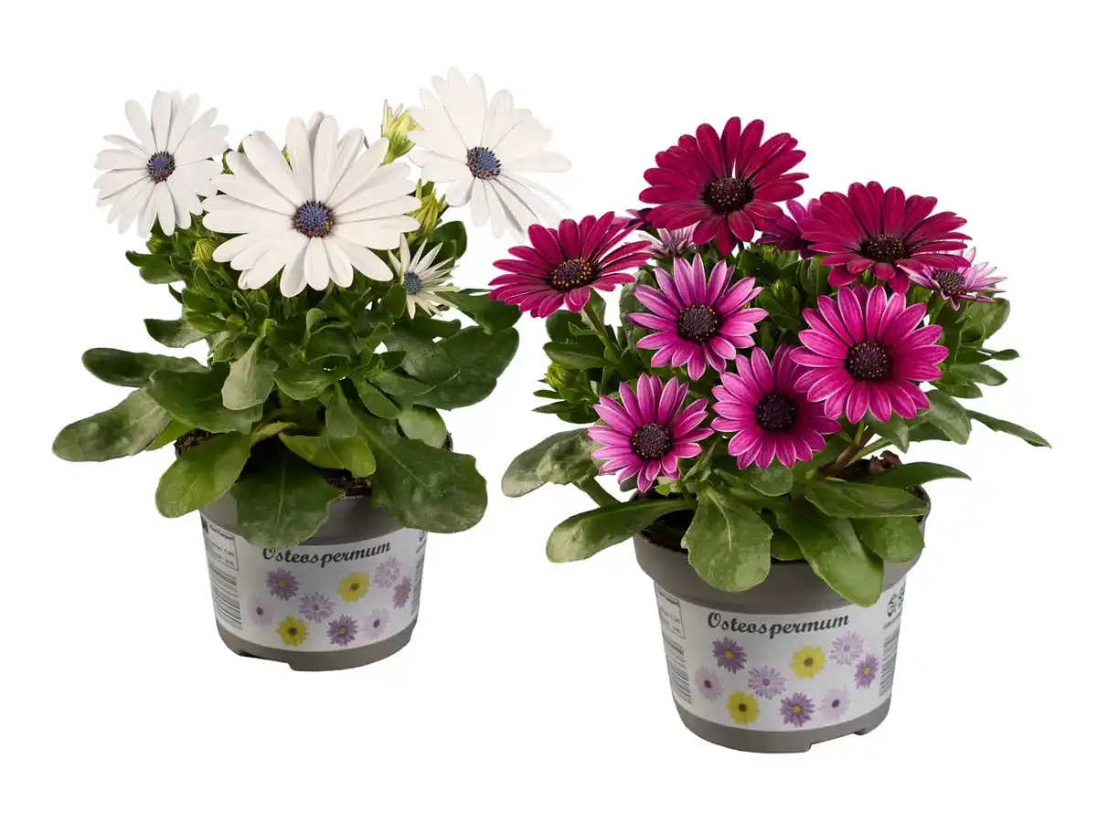 Bild 1 von Kapmargeriten