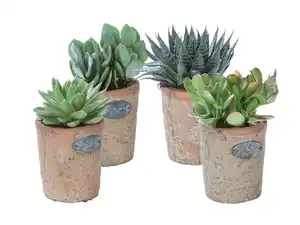 Sukkulenten in Terracotta