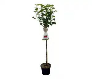 Beerenstamm Johannisbeere