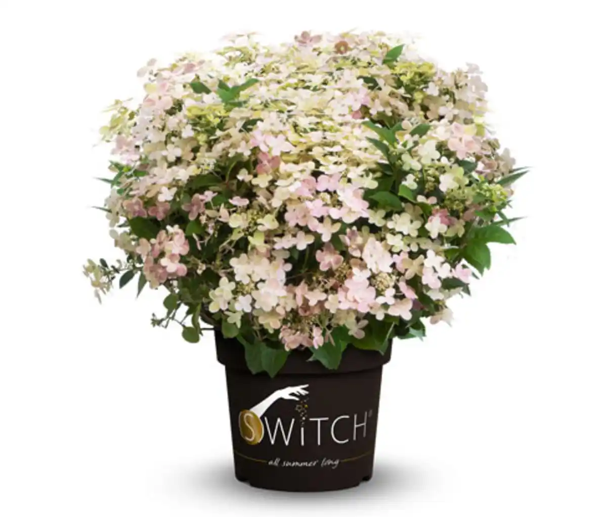 Bild 1 von Rispenhortensie »Switch«