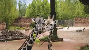 Hannover - Ghotel hotel & living - Erlebnis Zoo