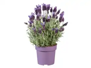 Lavendel