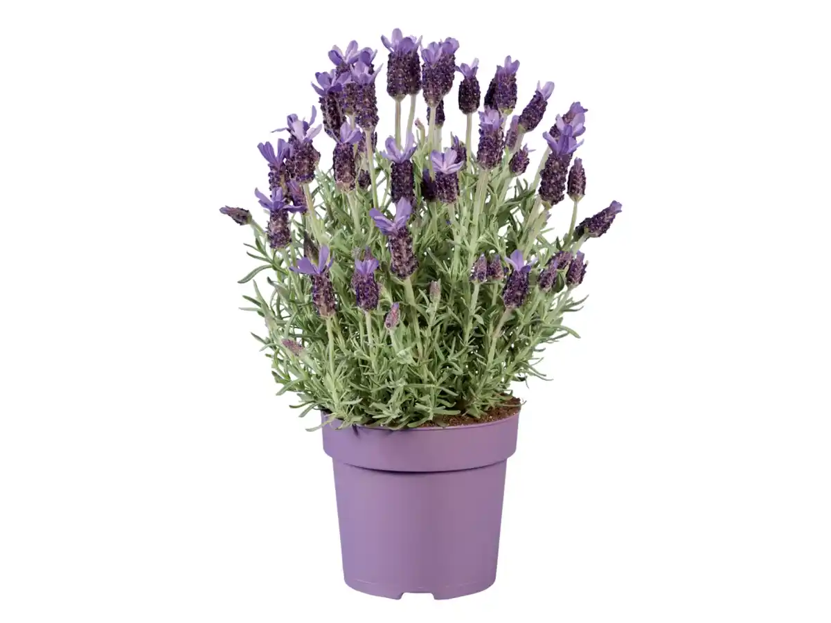 Bild 1 von Lavendel