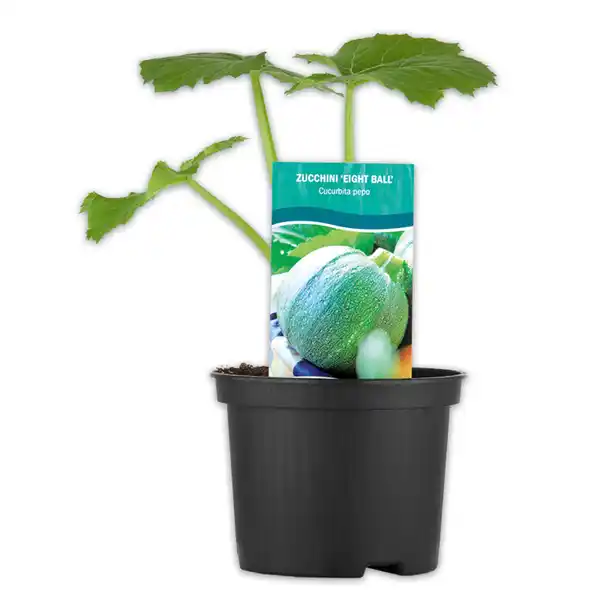 Bild 2 von Snack-Gemüse / Zucchini- Besonderheiten