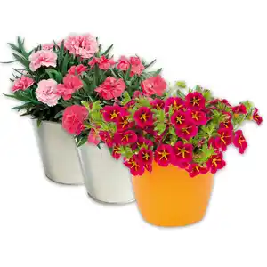 Verbene / Calibrachoa / Kaisernelke