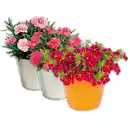 Bild 1 von Verbene / Calibrachoa / Kaisernelke