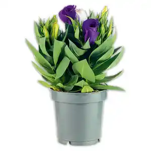 Eustoma