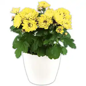 Topfchrysantheme