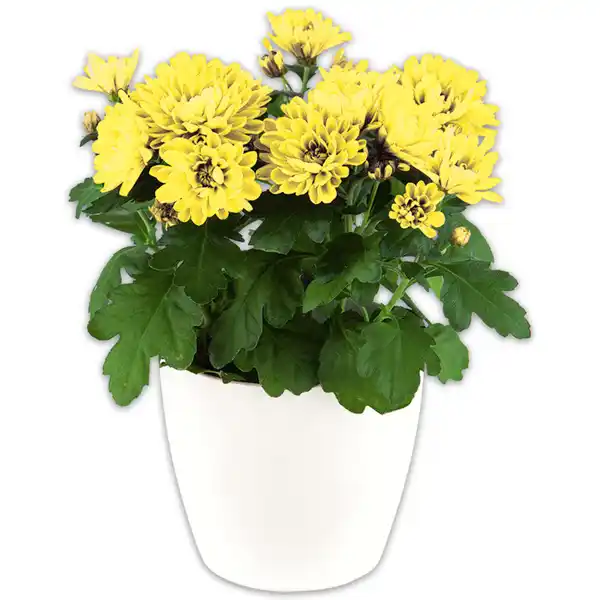 Bild 1 von Topfchrysantheme