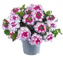 Bild 2 von Verbene / Calibrachoa / Kaisernelke