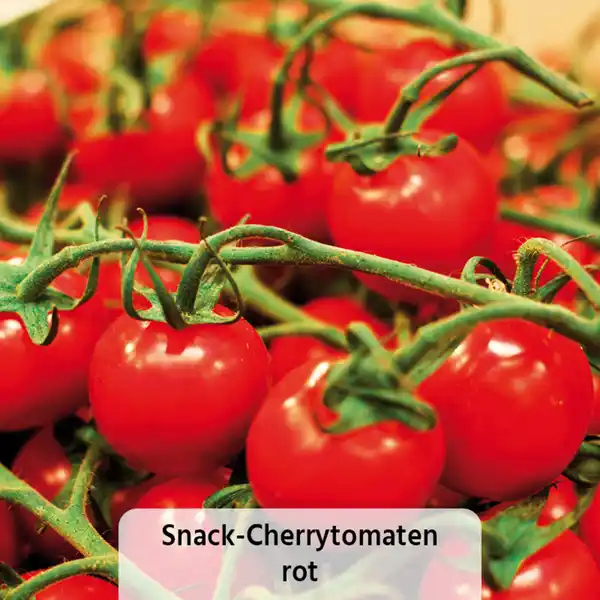 Bild 4 von Snack-Gemüse / Zucchini- Besonderheiten