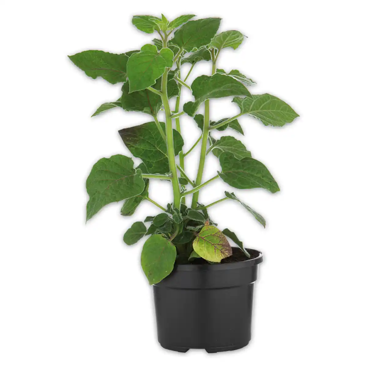 Bild 1 von Physalis-Kapstachelbeere