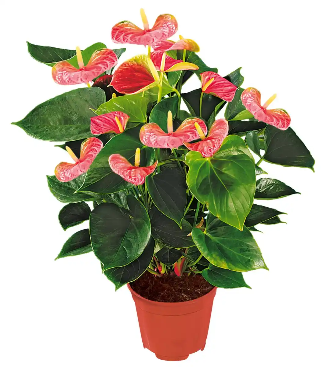 Bild 1 von Blühpflanzen