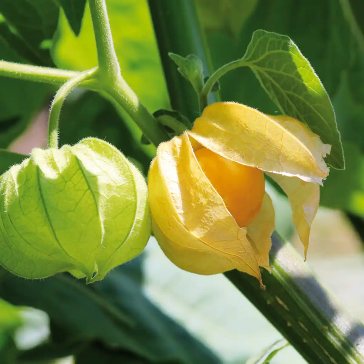 Bild 2 von Physalis-Kapstachelbeere