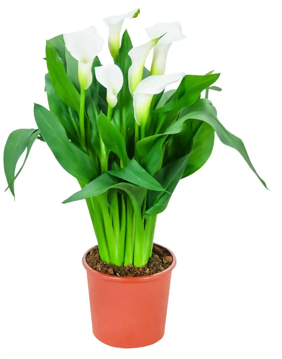 Bild 1 von Blühpflanzen