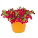 Bild 3 von Verbene / Calibrachoa / Kaisernelke