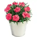 Bild 4 von Verbene / Calibrachoa / Kaisernelke