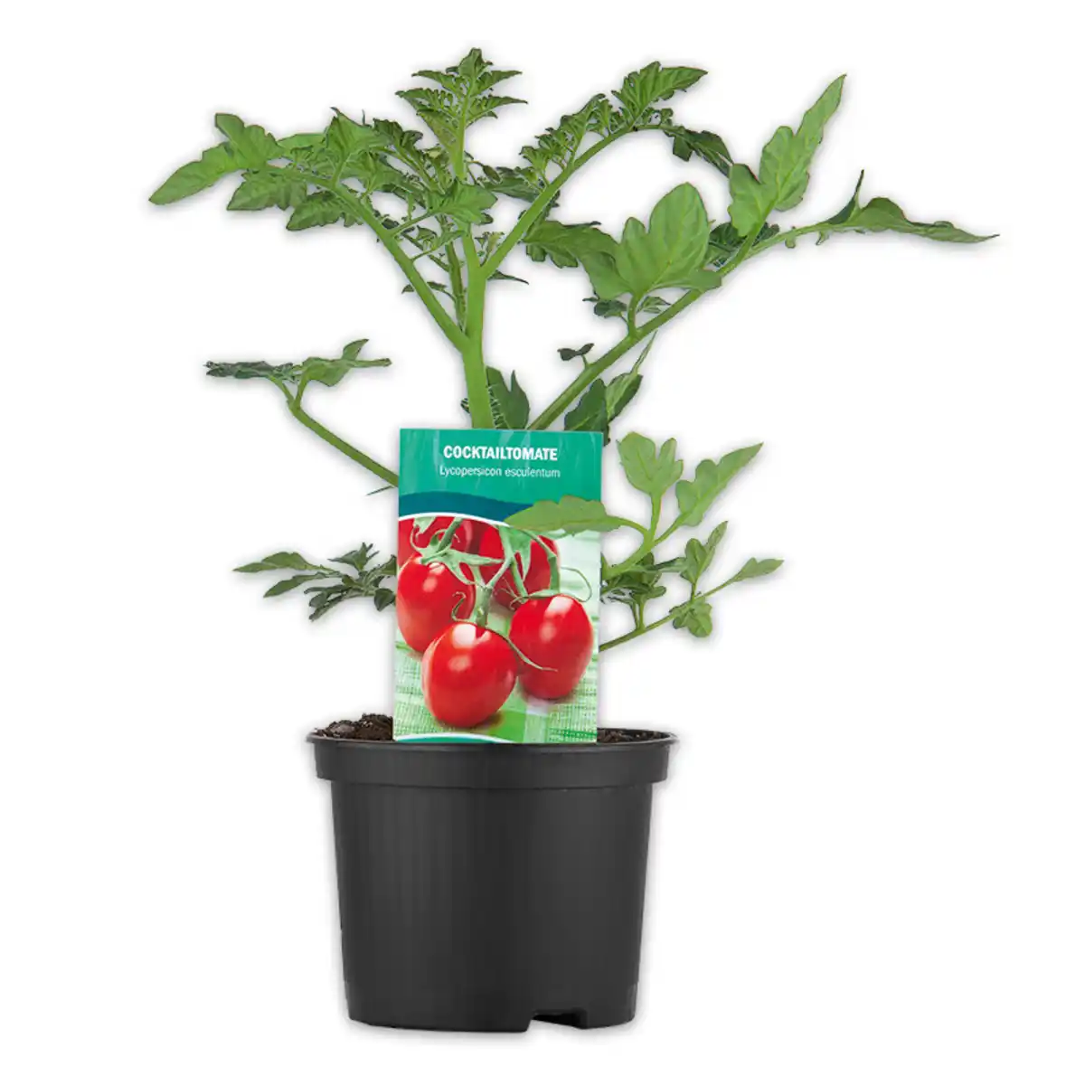 Bild 3 von Snack-Gemüse / Zucchini- Besonderheiten