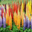 Bild 4 von Riesen-Lupinen-Busch