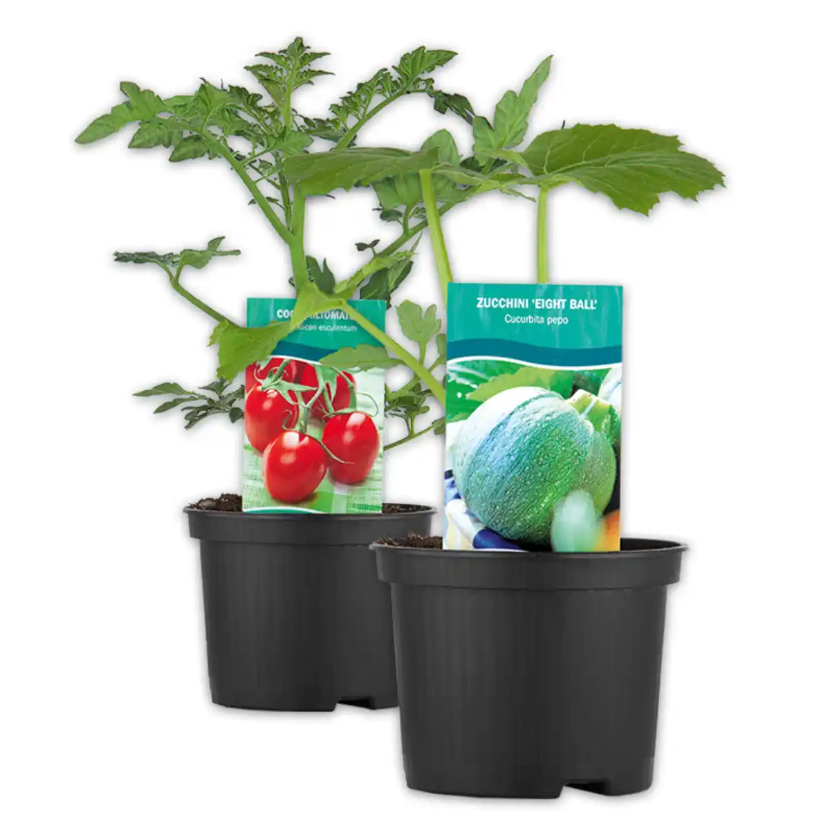 Bild 1 von Snack-Gemüse / Zucchini- Besonderheiten