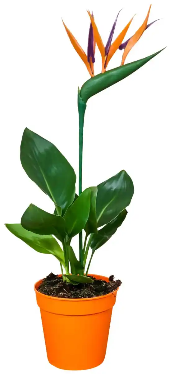 Bild 1 von Blühpflanzen