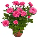 Bild 2 von Rose