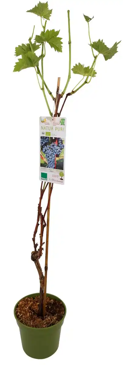 Bild 1 von Bio-Weinrebe