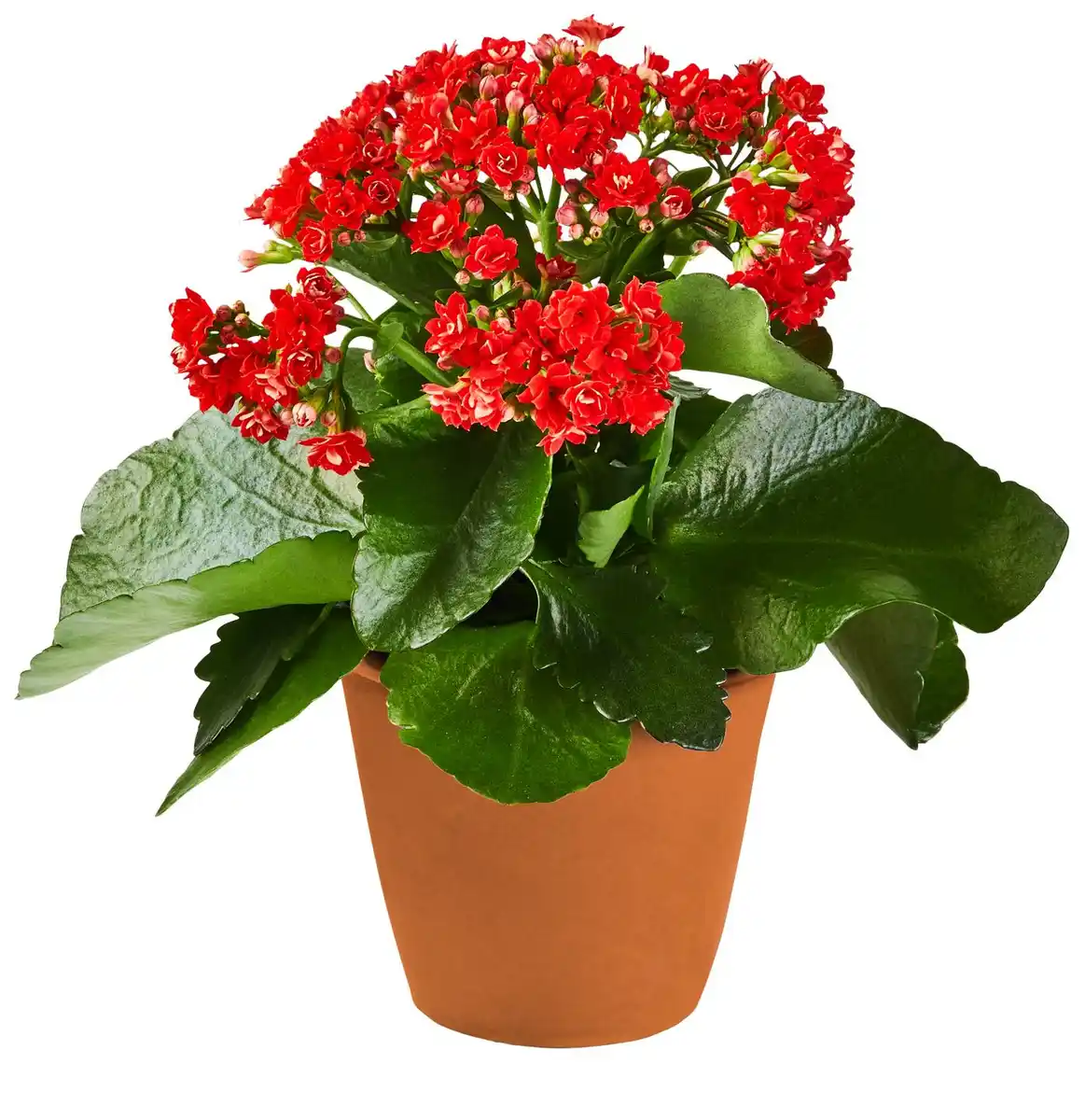 Bild 1 von Blühpflanzen