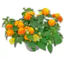 Bild 1 von Wandelröschen „Sun Juana“*