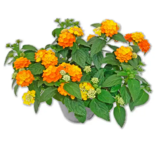 Bild 1 von Wandelröschen „Sun Juana“*