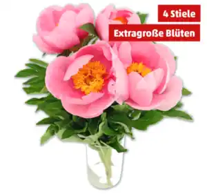 Premium-Pfingstrosen*