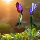 Bild 2 von LED-Solar-Gartenstecker "Calla" - Rot