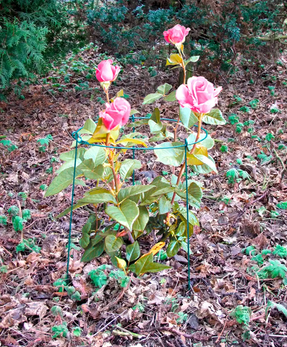 Bild 1 von Rosenstütze 1 Ring 35x60cm