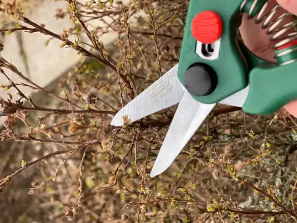 Bild 3 von Blumenschere mit Griffweitenverstellung, 2-stufig einstellbar – ca. 5 cm Klingenlänge