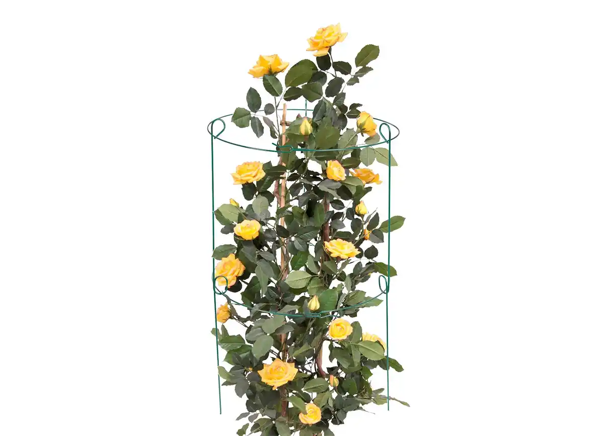 Bild 1 von Rosenstütze mit 2 Ringen