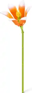 Zuru MAX Premium Flowers Collection