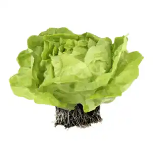 Kopfsalat mit Wurzelballen
