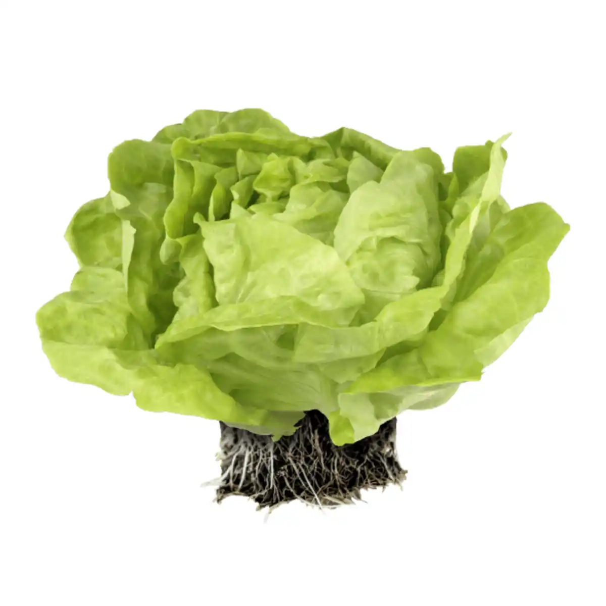 Bild 1 von Kopfsalat mit Wurzelballen