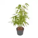 Bild 3 von GARDENLINE Asiatische Pflanze