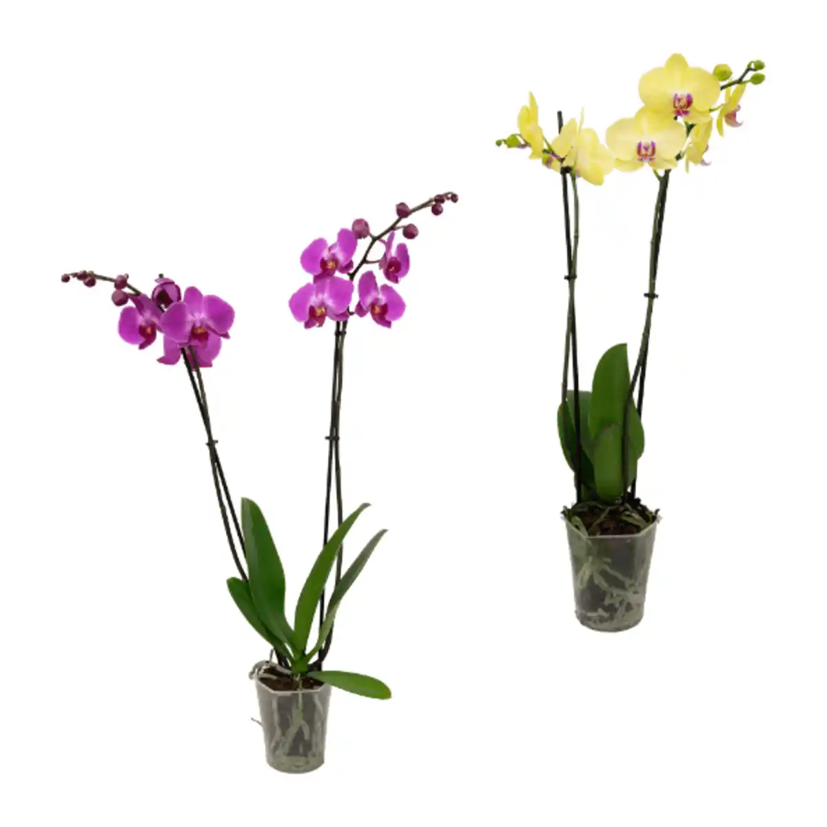 Bild 1 von GARDENLINE Phalaenopsis