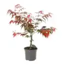 Bild 2 von GARDENLINE Asiatische Pflanze