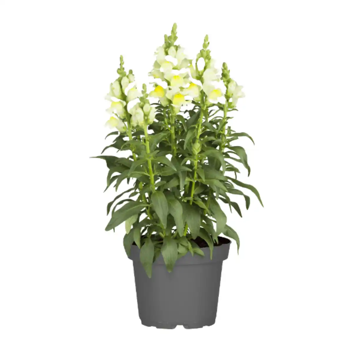 Bild 4 von GARDENLINE Staude / Sommerblume