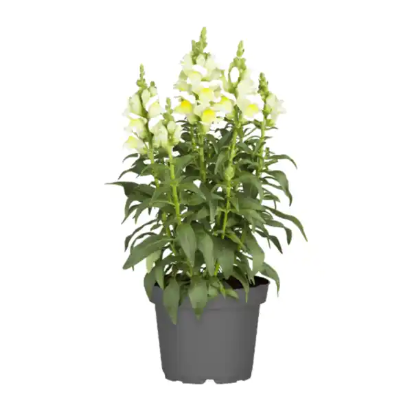 Bild 4 von GARDENLINE Staude / Sommerblume