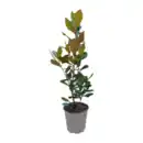 Bild 4 von GARDENLINE Asiatische Pflanze