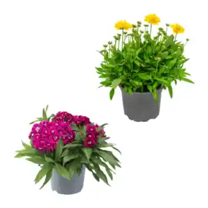 GARDENLINE Staude / Sommerblume