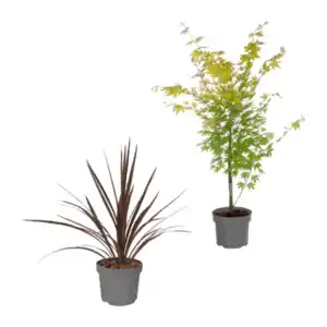 GARDENLINE Asiatische Pflanze