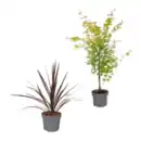 Bild 1 von GARDENLINE Asiatische Pflanze